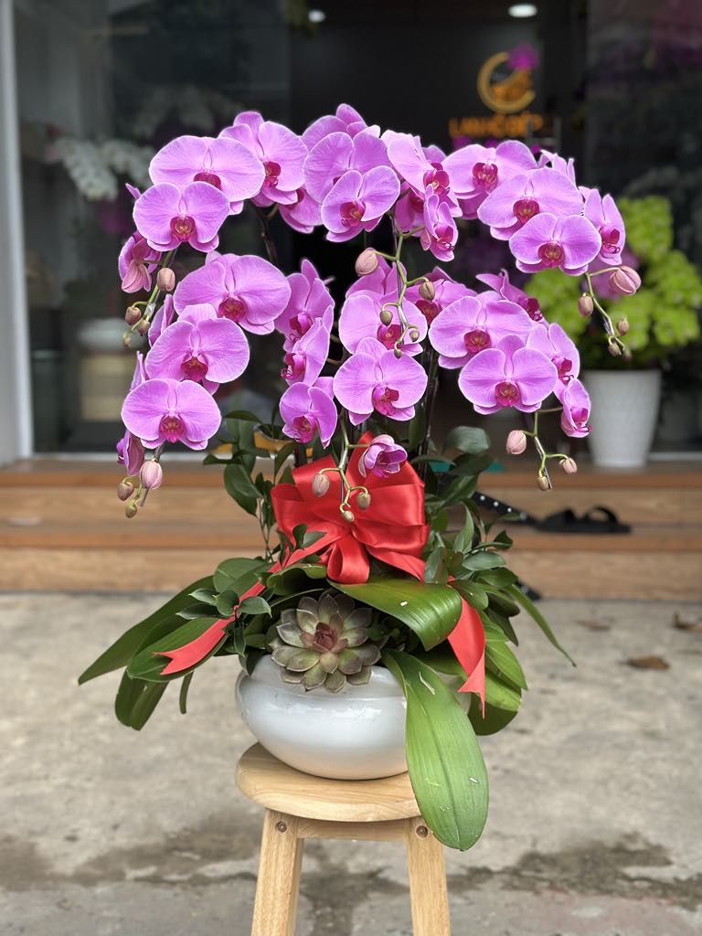 Chậu Lan Tím Hoàng Gia